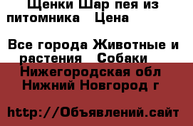 Щенки Шар пея из питомника › Цена ­ 25 000 - Все города Животные и растения » Собаки   . Нижегородская обл.,Нижний Новгород г.